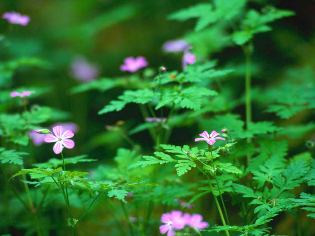 topso.de | waldblumen | online kaufen